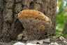 Könnyező rozsdástapló (Pseudoinonotus dryadeus), Budai-hegység